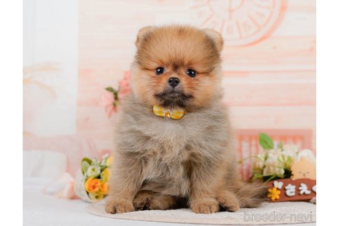 成約済の神奈川県のポメラニアン-320070の3枚目