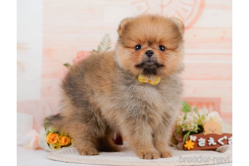 成約済の神奈川県のポメラニアン-320070の4枚目