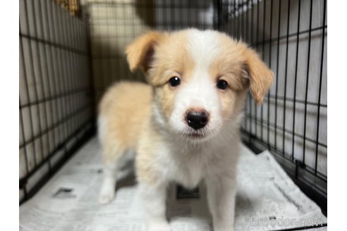 成約済の兵庫県のボーダーコリー-317387の1枚目