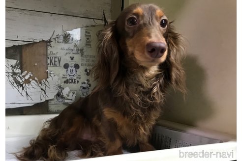 成約済の福岡県のカニンヘンダックスフンド(ロングヘアード)-243173の1枚目