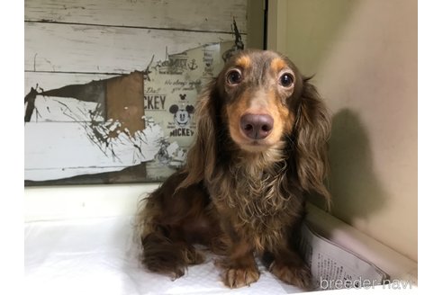 成約済の福岡県のカニンヘンダックスフンド(ロングヘアード)-243173の2枚目