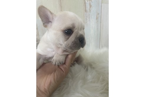 成約済の愛媛県のフレンチブルドッグ-317999の2枚目