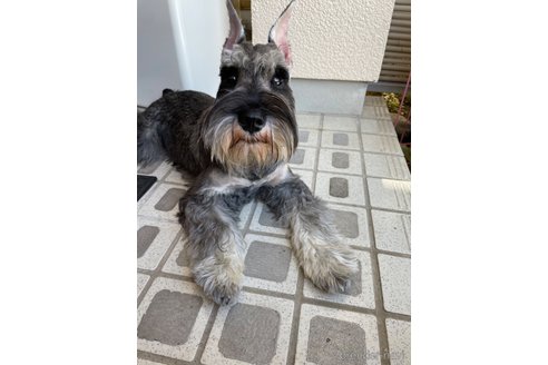 もものすけくん1枚目