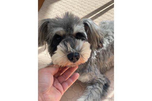 あんこちゃん1枚目