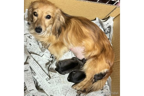 テイラーちゃん1枚目