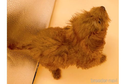 成約済の東京都のタイニープードル-313832の2枚目