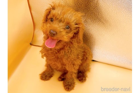 成約済の東京都のタイニープードル-313832の3枚目