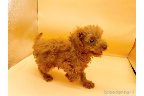 成約済の東京都のタイニープードル-313832の4枚目