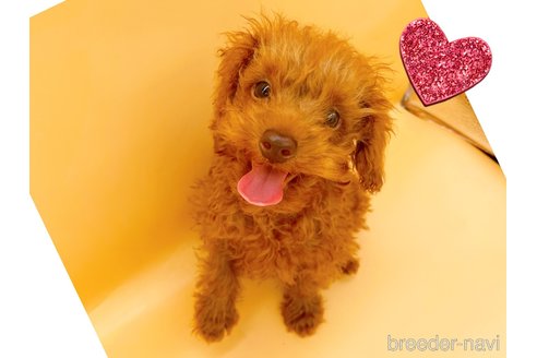 成約済の東京都のタイニープードル-313832の5枚目