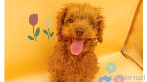 成約済の東京都のタイニープードル-313832