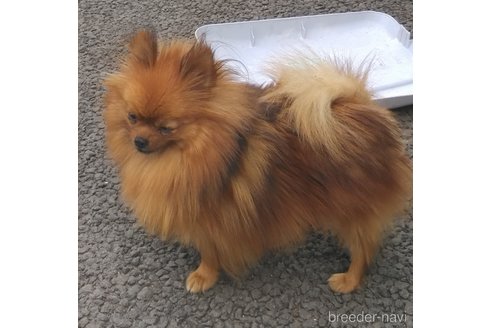 いちごちゃん1枚目