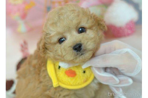 成約済の埼玉県のミックス犬-320152の62枚目