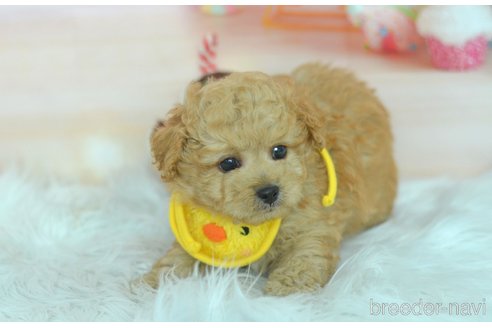 成約済の埼玉県のミックス犬-320152の61枚目