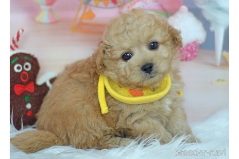 成約済の埼玉県のミックス犬-320152の58枚目
