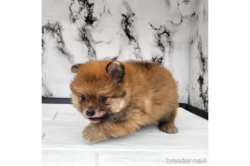 成約済の茨城県のポメチワ:ポメラニアン×チワワ-318846の7枚目