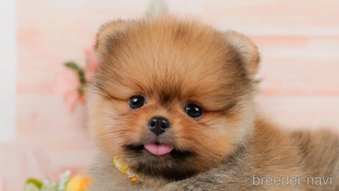 成約済の神奈川県のポメラニアン-320070の1枚目