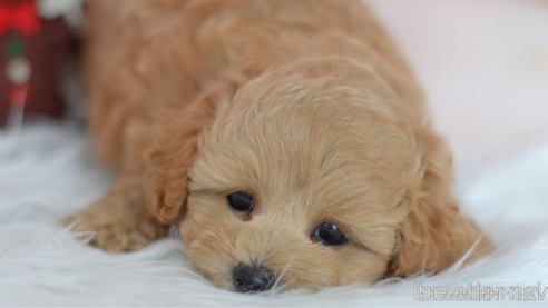 成約済の埼玉県のミックス犬-320206の39枚目