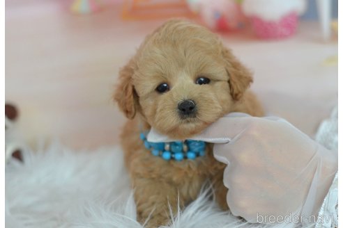 成約済の埼玉県のミックス犬-320206の38枚目