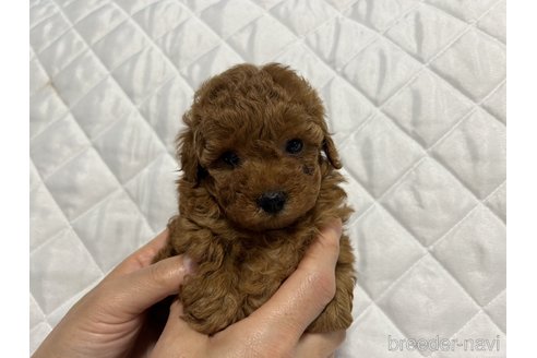 成約済の佐賀県のトイプードル-320207の1枚目