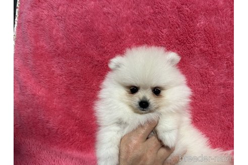 成約済の佐賀県のポメラニアン-320209の3枚目