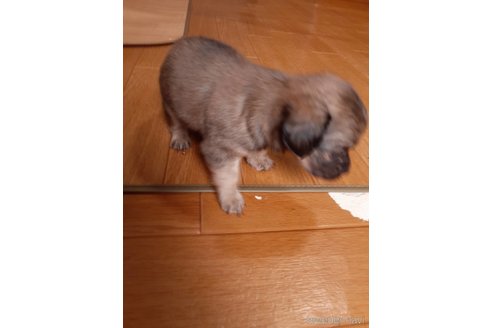 成約済の愛媛県のミックス犬-320219の3枚目