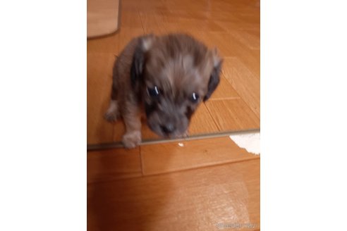 成約済の愛媛県のミックス犬-320219の2枚目
