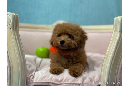 成約済の茨城県のタイニープードル-309116の6枚目