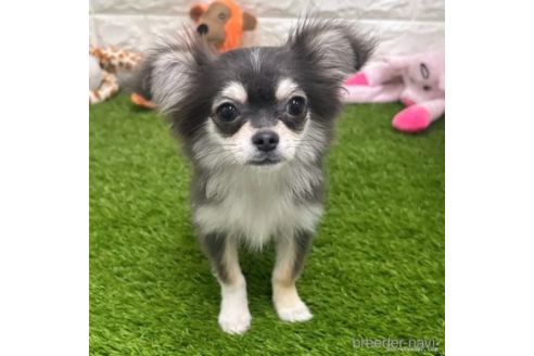 成約済の愛知県のチワワ(ロングコート)-306188の4枚目