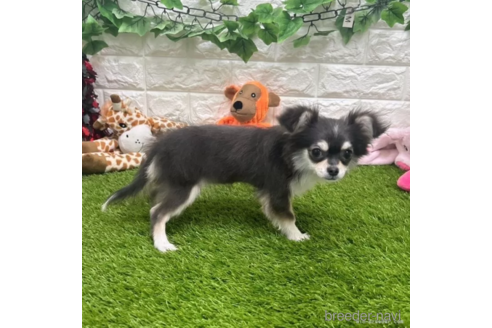 成約済の愛知県のチワワ(ロングコート)-306188の3枚目