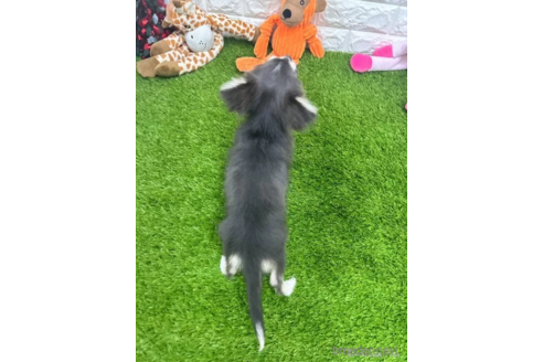 成約済の愛知県のチワワ(ロングコート)-306188の2枚目