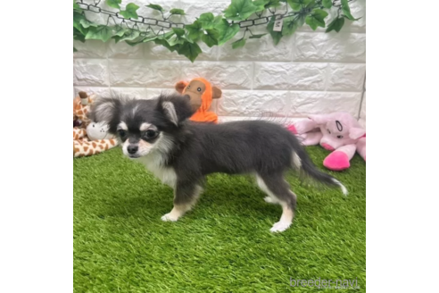 成約済の愛知県のチワワ(ロングコート)-306188の5枚目