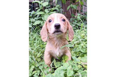 成約済の神奈川県のミックス犬-316040の7枚目
