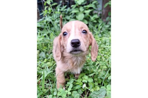 成約済の神奈川県のミックス犬-316040の6枚目