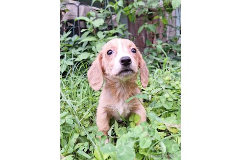 成約済の神奈川県のミックス犬-316040の5枚目