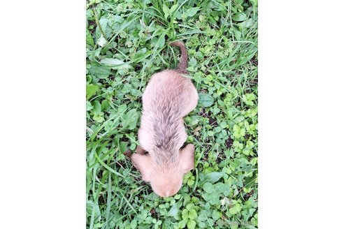 成約済の神奈川県のミックス犬-316040の2枚目