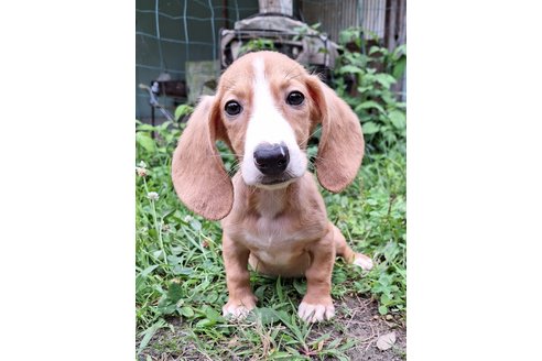 成約済の神奈川県のミックス犬-316043の7枚目