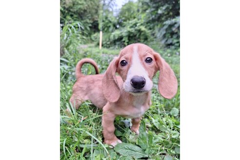 成約済の神奈川県のミックス犬-316043の6枚目