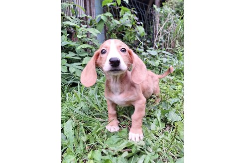 成約済の神奈川県のミックス犬-316043の5枚目