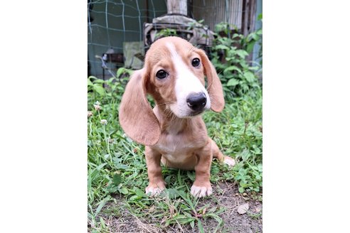 成約済の神奈川県のミックス犬-316043の3枚目