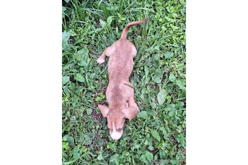 成約済の神奈川県のミックス犬-316043の2枚目