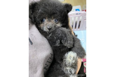 成約済の岡山県のポメプー:ポメラニアン×トイプードル-314112の1枚目