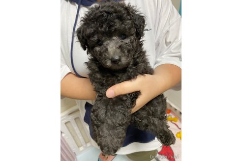 成約済の岡山県のトイプードル-318199の1枚目