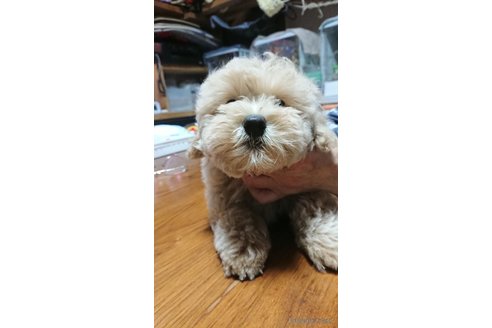 成約済の栃木県のマルプー:マルチーズ×トイプードル-320273の8枚目