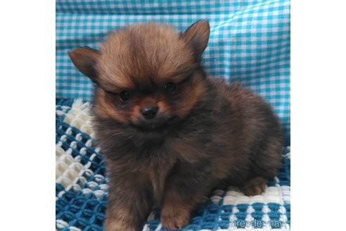 成約済の群馬県のポメチワ:ポメラニアン×チワワ-317673の6枚目