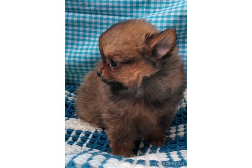 成約済の群馬県のポメチワ:ポメラニアン×チワワ-317673の8枚目