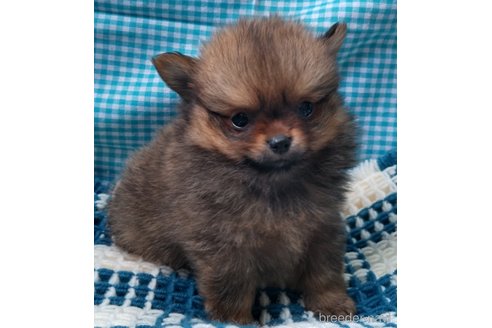 成約済の群馬県のポメチワ:ポメラニアン×チワワ-317673の2枚目