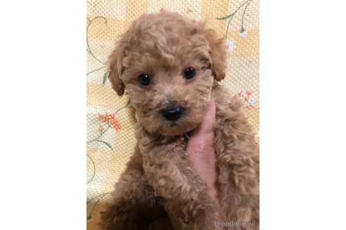 成約済の兵庫県のトイプードル-319018の5枚目