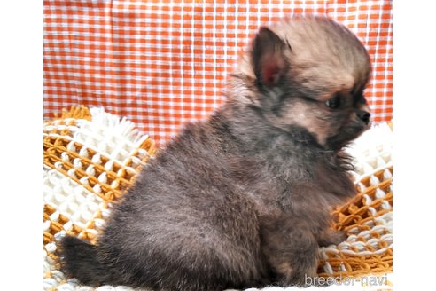 成約済の群馬県のポメチワ:ポメラニアン×チワワ-317672の6枚目