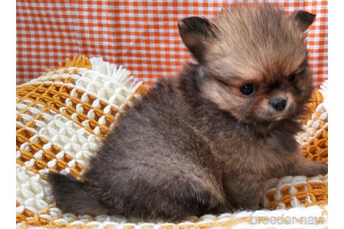 成約済の群馬県のポメチワ:ポメラニアン×チワワ-317672の5枚目