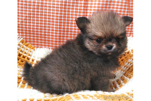 成約済の群馬県のポメチワ:ポメラニアン×チワワ-317672の2枚目